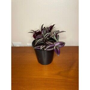 Wandering Jew tradescantia zebrina Potted Live House plant (indoor or outdoor)